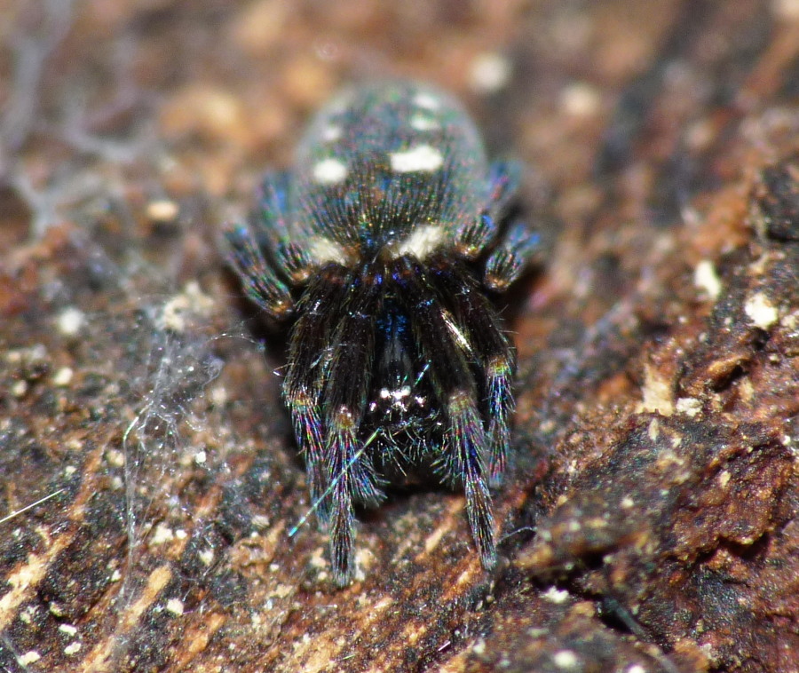 Nurscia albomaculata